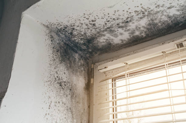 Affordable Mold Testing solutions in Free Soil, MI