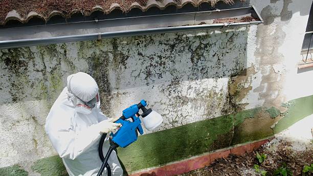 Top rated local Mold Testing specialists in Free Soil, MI